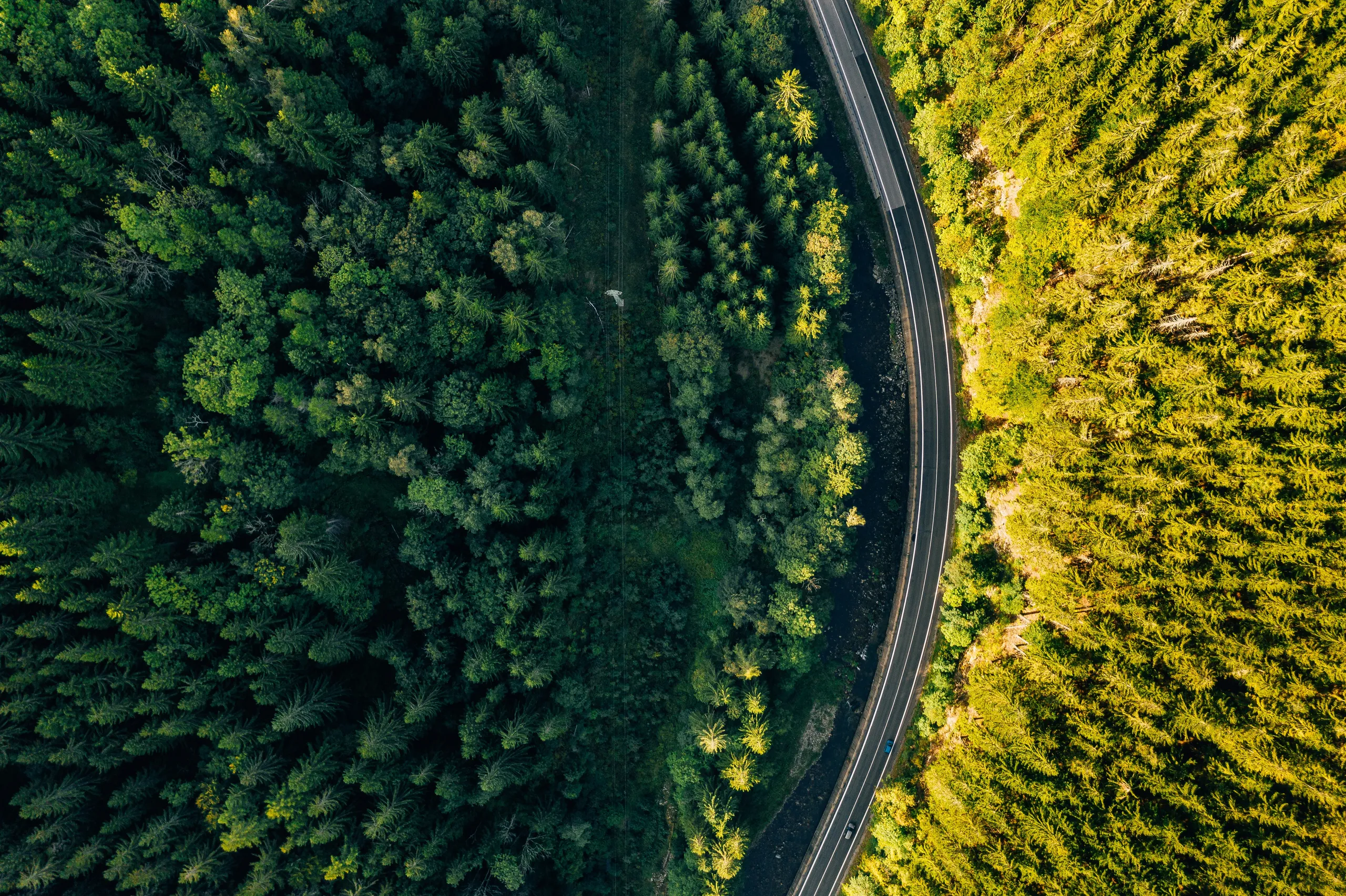 Vista aérea de uma estrada sinuosa a atravessar uma área florestal densa, rodeada de vegetação.